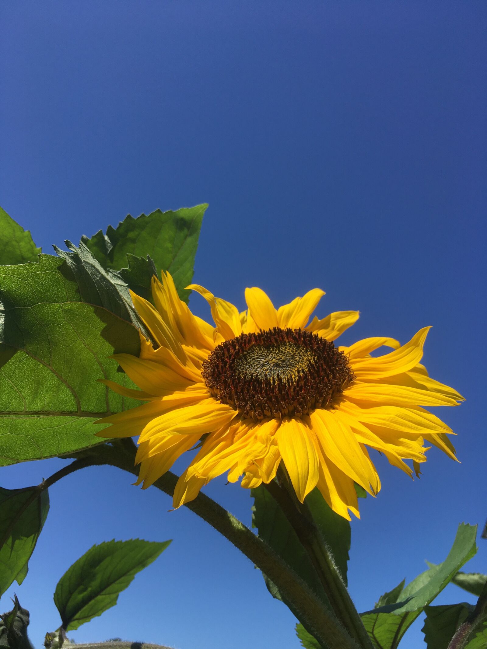 Apple iPhone SE (1st generation) sample photo. Sunflower, bee, blue sky photography