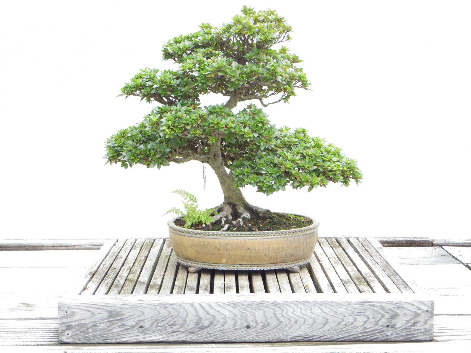 Pentax Q10 sample photo. Bonsai, tree, plant photography