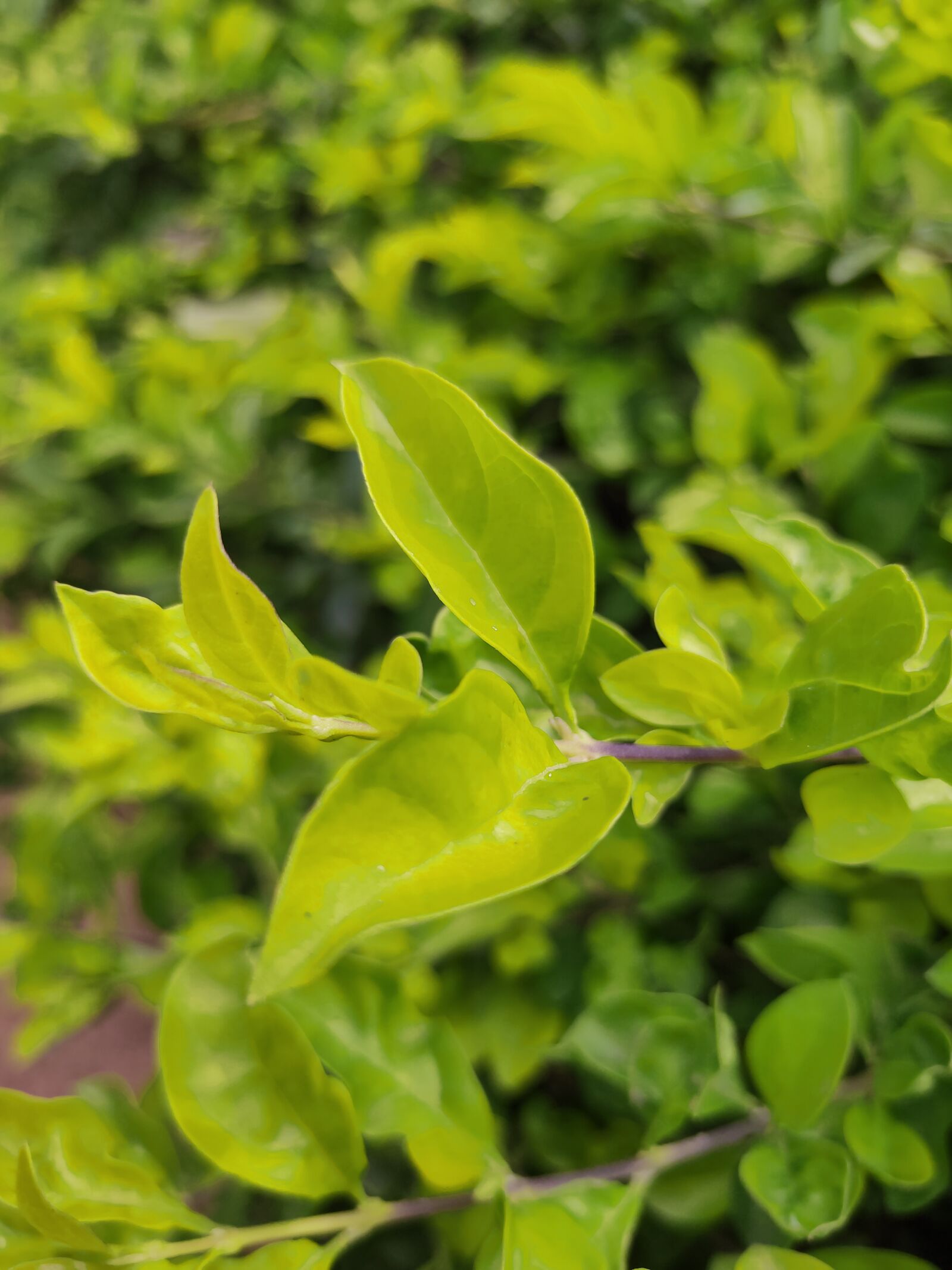 Realme 3 PRO sample photo. Leaf, green, green leaf photography