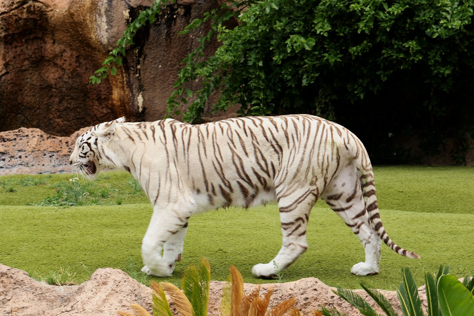 Canon EOS 7D Mark II sample photo. Tiger, white tiger, feral photography