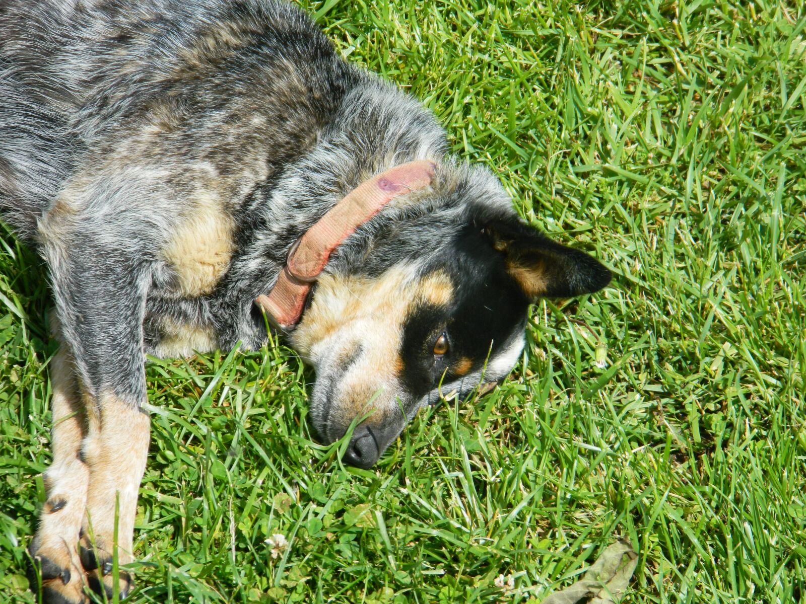Nikon Coolpix L120 sample photo. Dog, friendly, grass photography