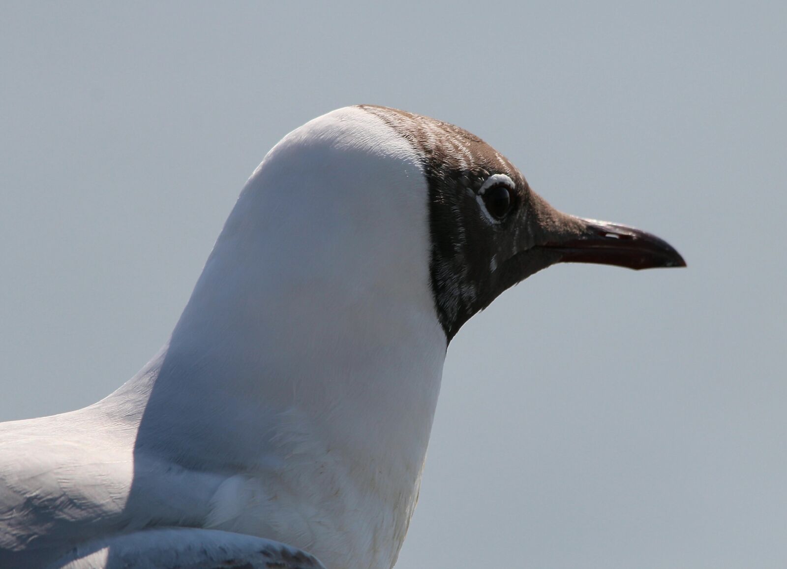 Canon EOS 600D (Rebel EOS T3i / EOS Kiss X5) sample photo. Gulls, black headed gull photography