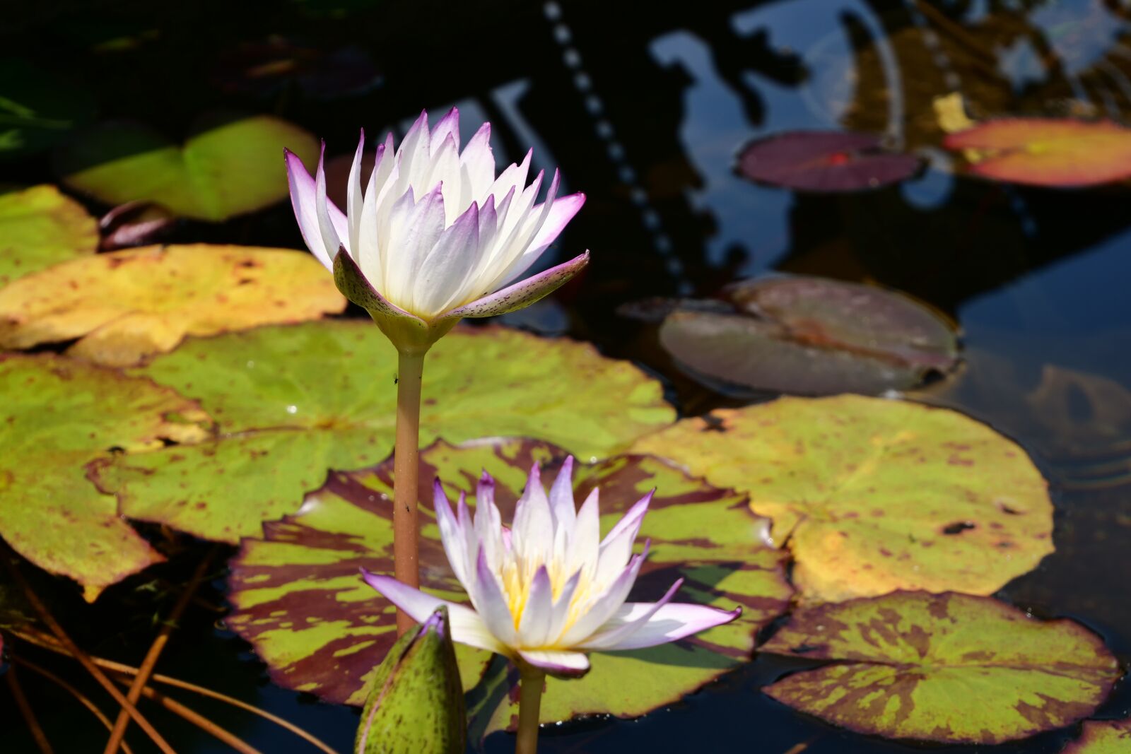 Panasonic Lumix DC-G9 sample photo. Lily, water lily, pond photography