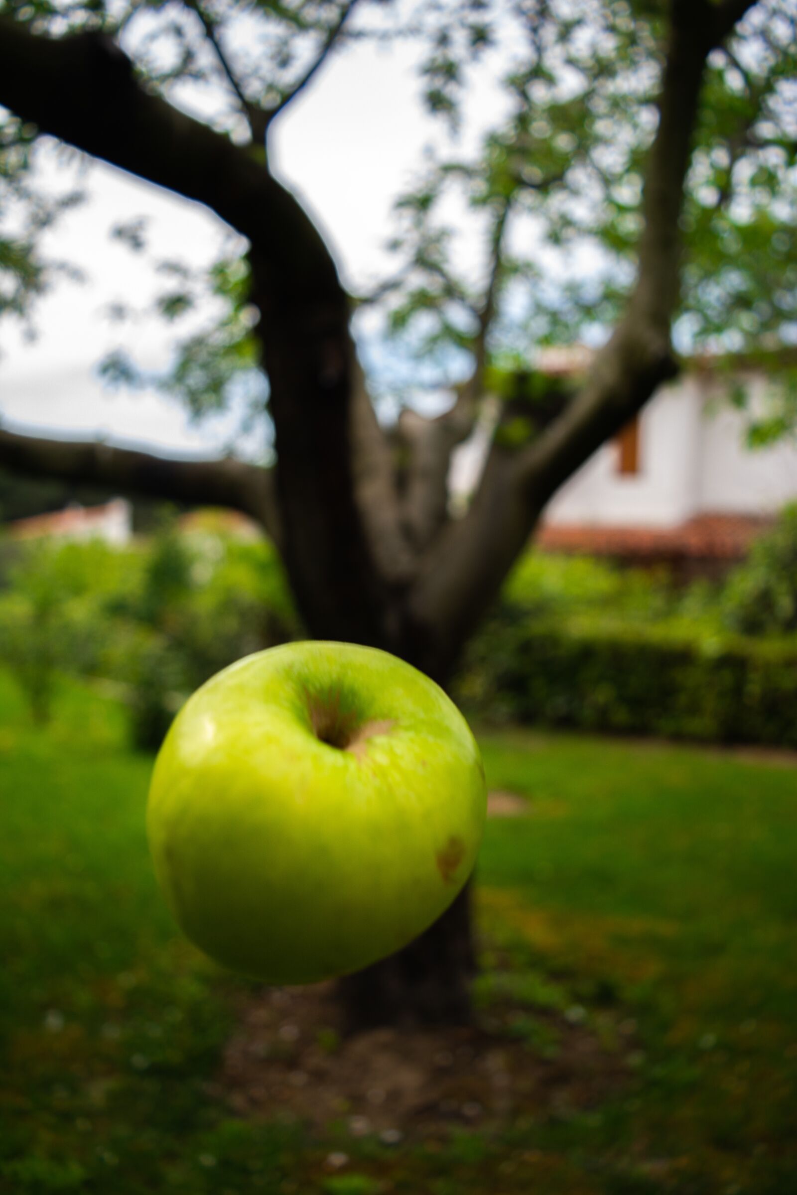 Nikon D5200 sample photo. Apple, green, park photography