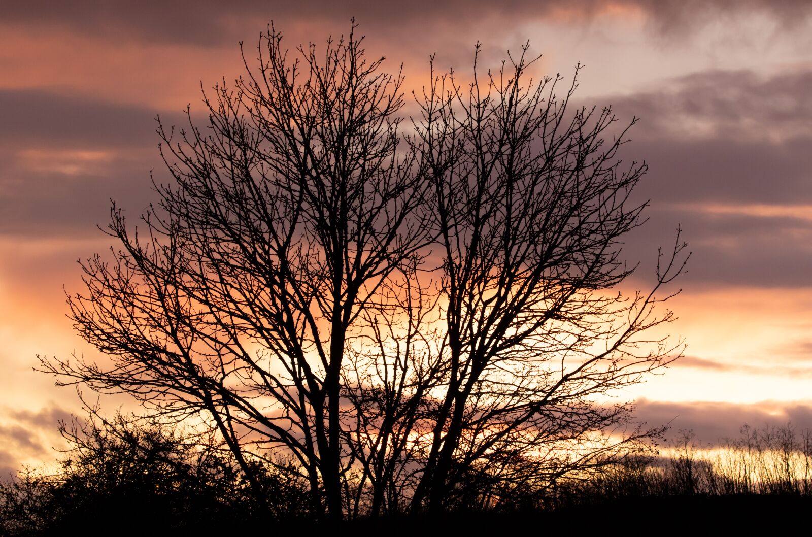 Canon EOS 7D Mark II sample photo. Lone tree, single tree photography