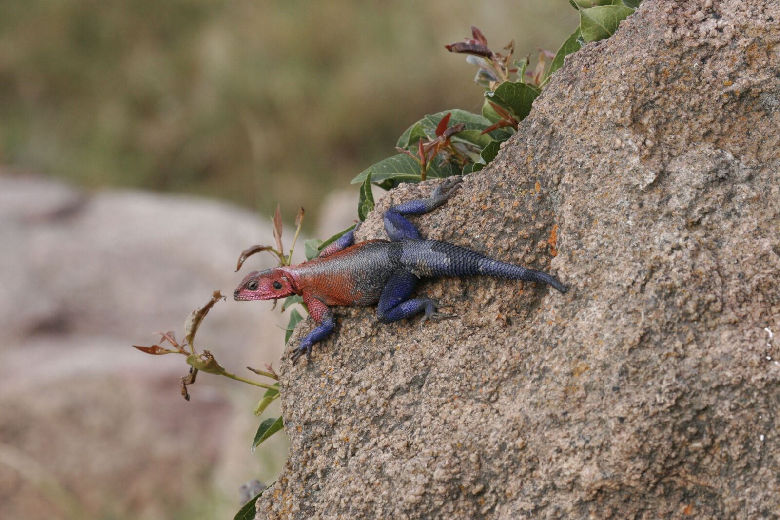 Canon EOS 20D sample photo. Lizard, rainbow, colourful photography