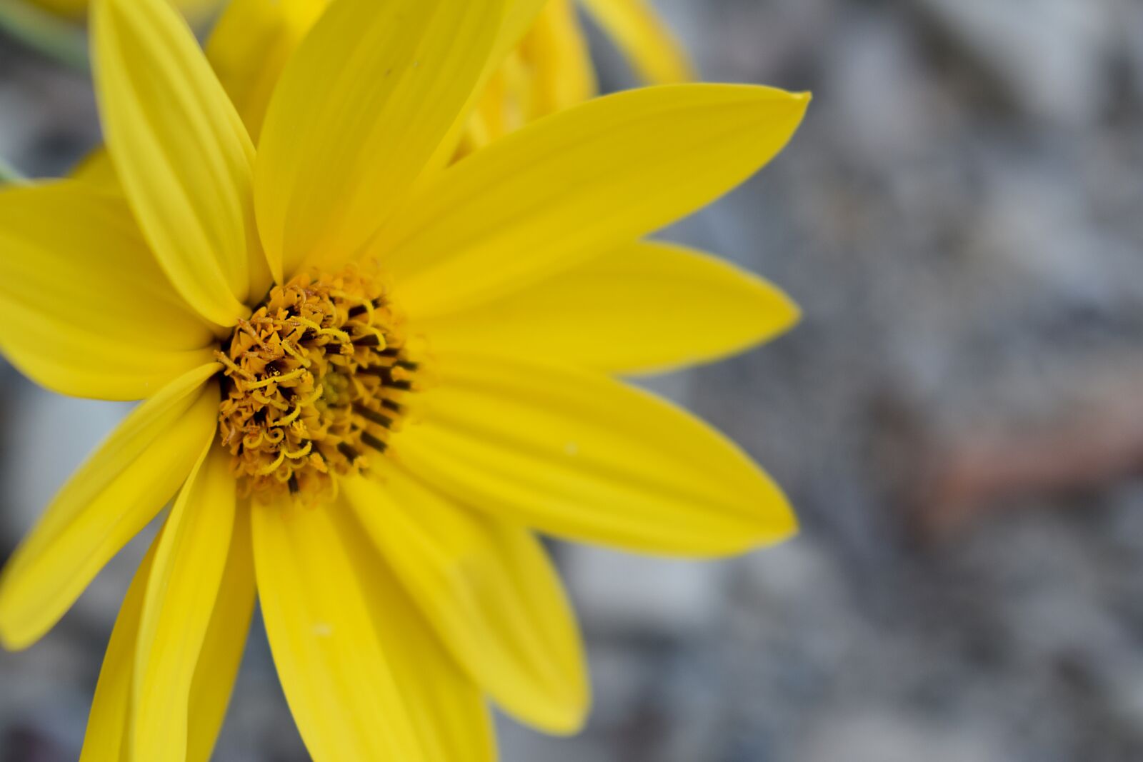 Nikon D3400 sample photo. Autumn, flower, yellow photography