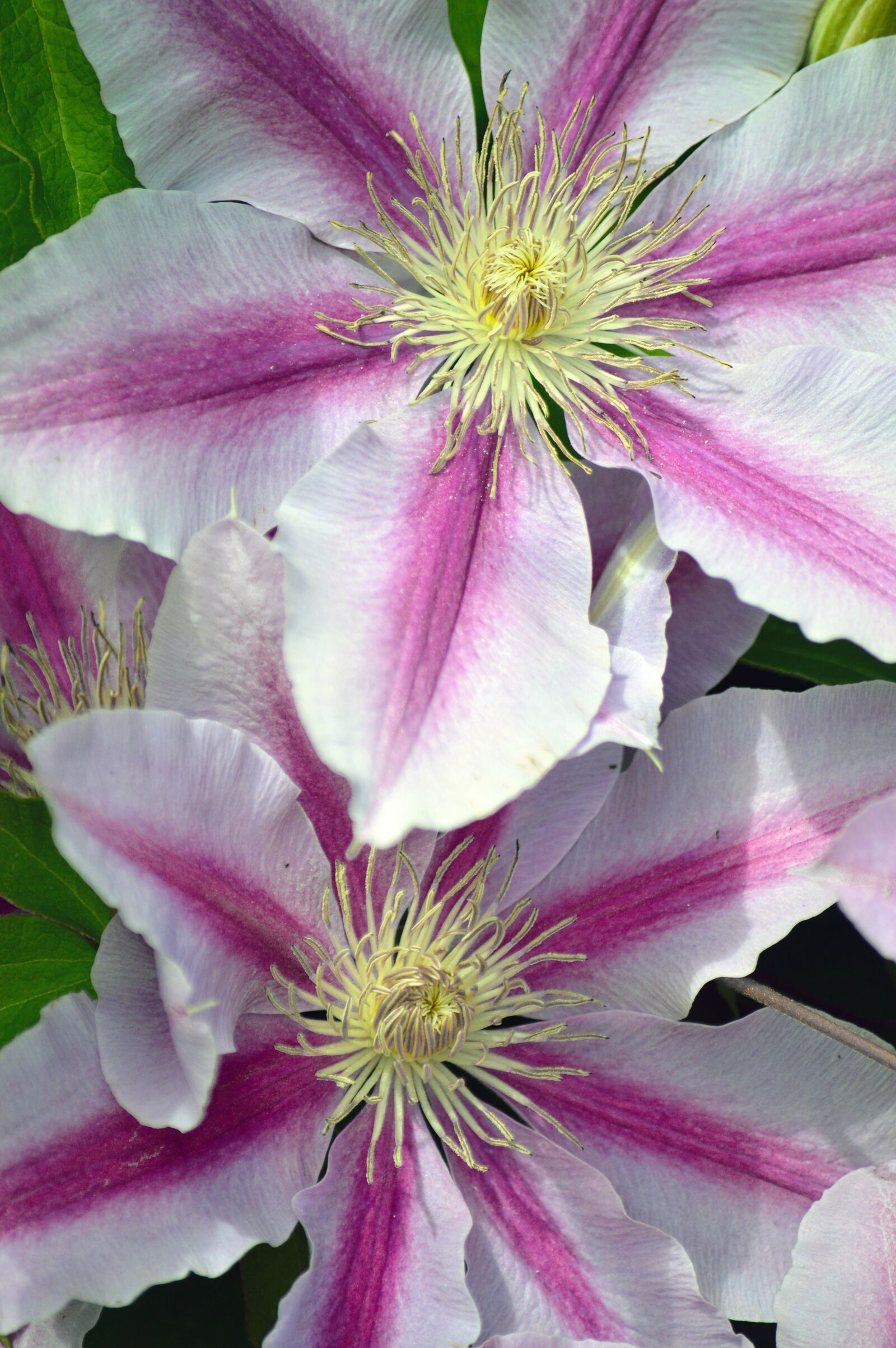 Nikon D3200 sample photo. Clematis, flower, flora photography