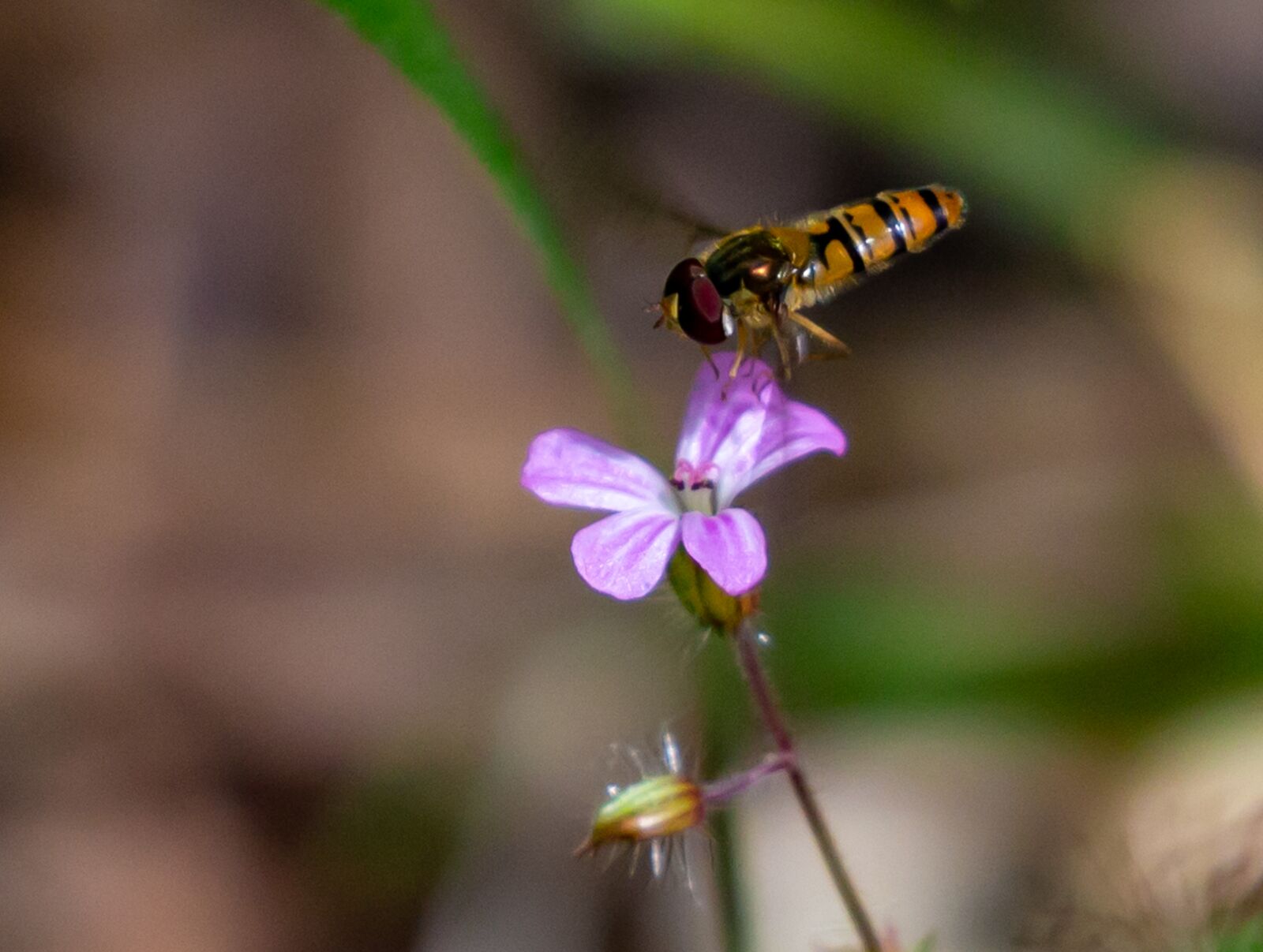 Canon EOS 5D Mark III sample photo. Centaurium, striped fly, hover photography