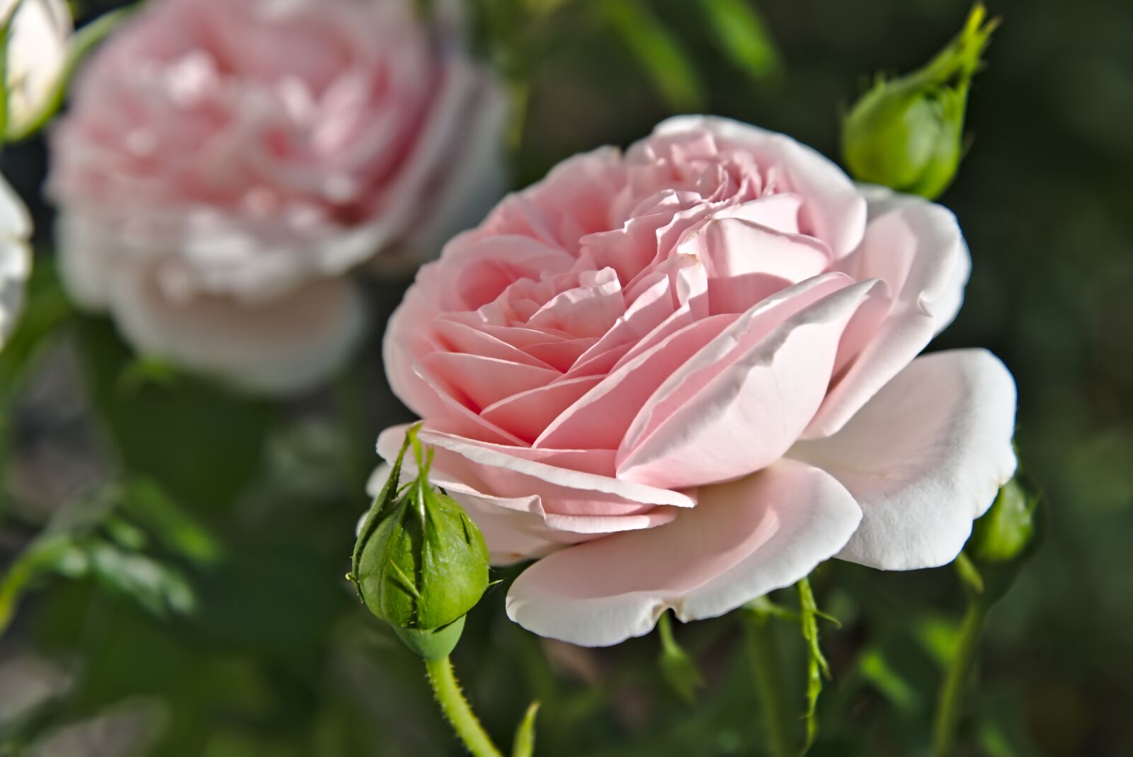 Nikon D750 sample photo. Rose, rose petals, rose photography