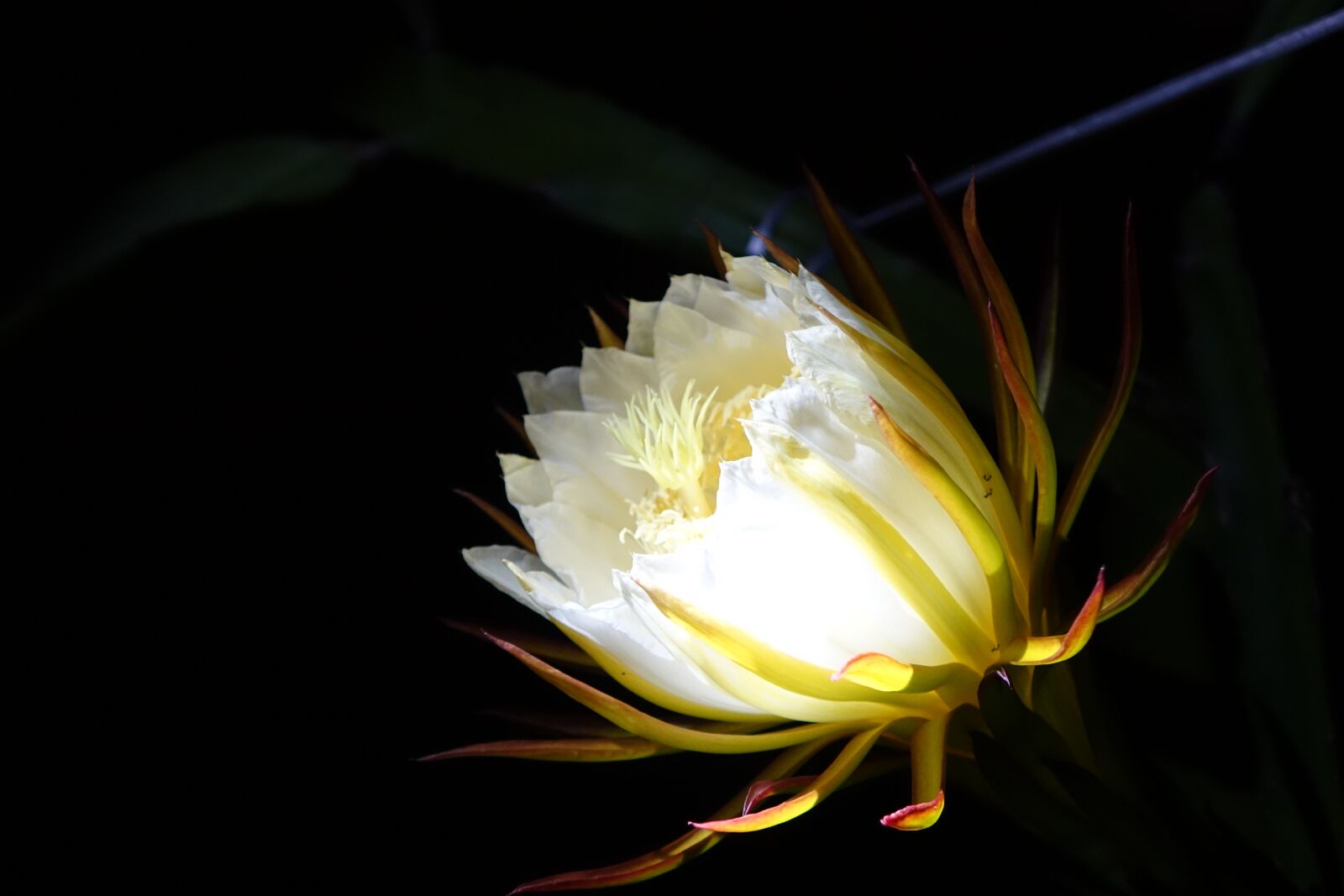 Sony Cyber-shot DSC-RX10 sample photo. Flower, pitaya flower, white photography