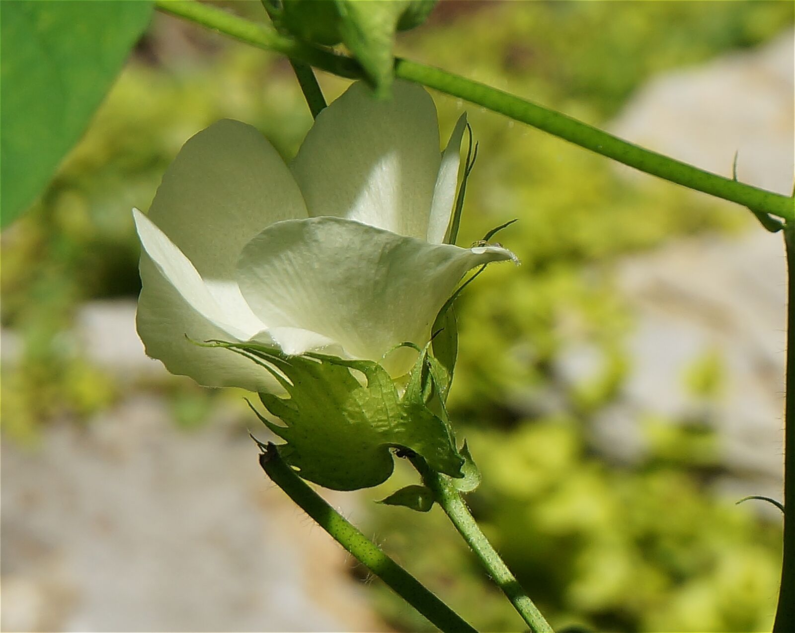 Sony Alpha NEX-5T sample photo. Cotton flower opening, cotton photography
