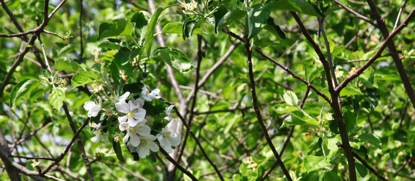 Canon EOS 500D (EOS Rebel T1i / EOS Kiss X3) sample photo. Apple blossom, appomattox, apple photography