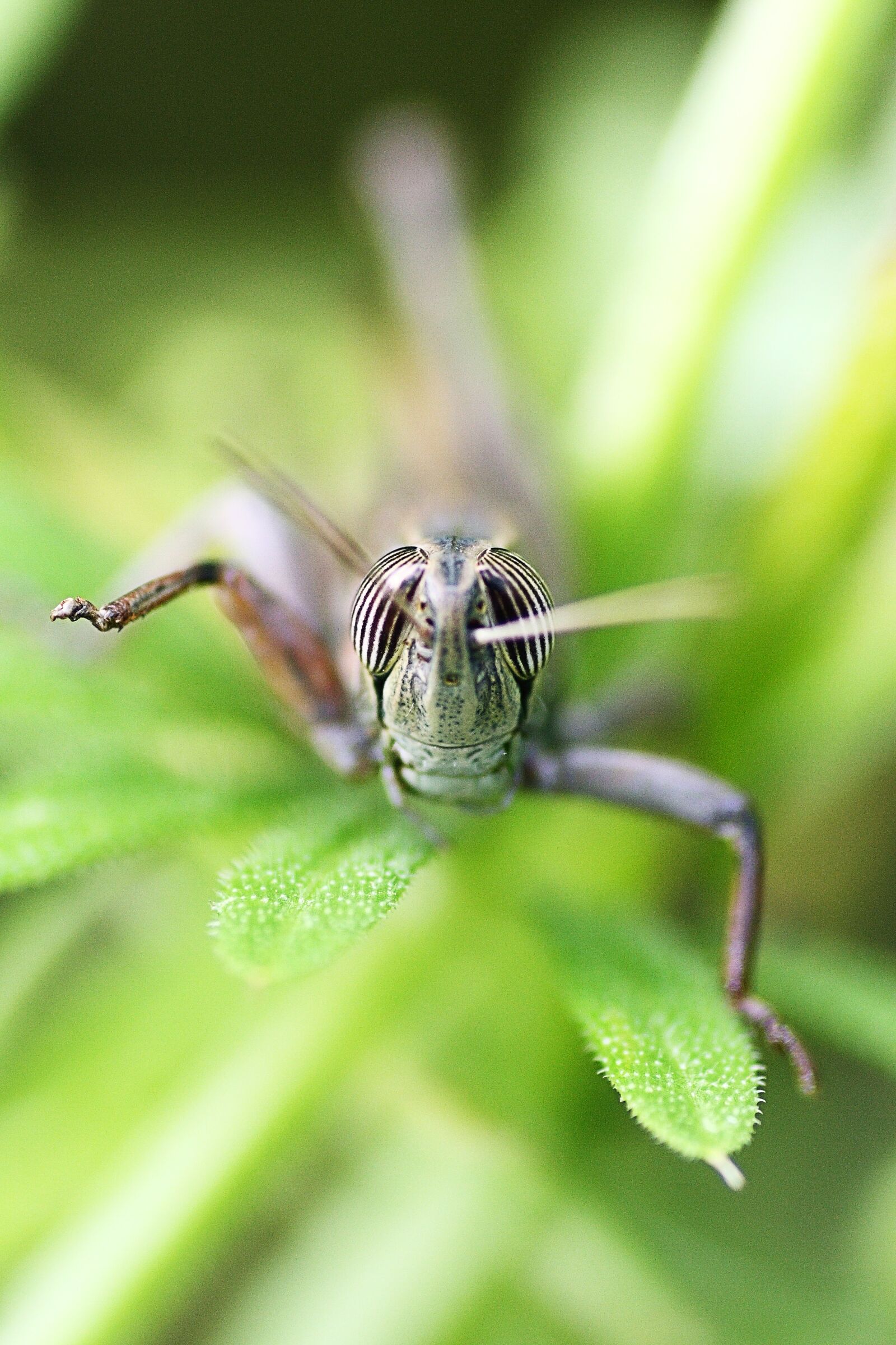 Canon EOS 40D sample photo. Insect, nature, wildlife photography
