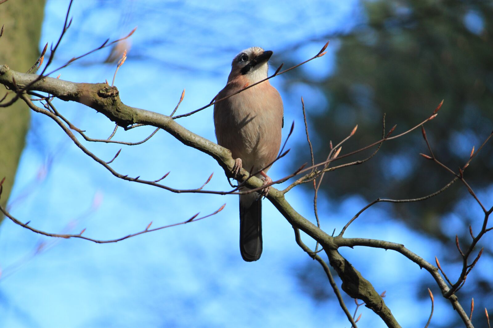 Canon EOS 500D (EOS Rebel T1i / EOS Kiss X3) sample photo. Bird, forest, tree photography