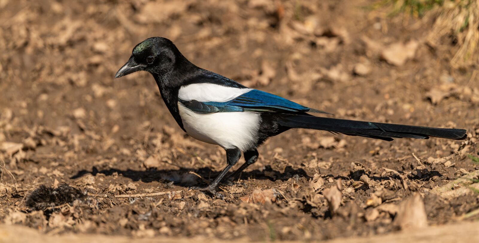 Nikon D850 sample photo. Magpie, bird, feather photography
