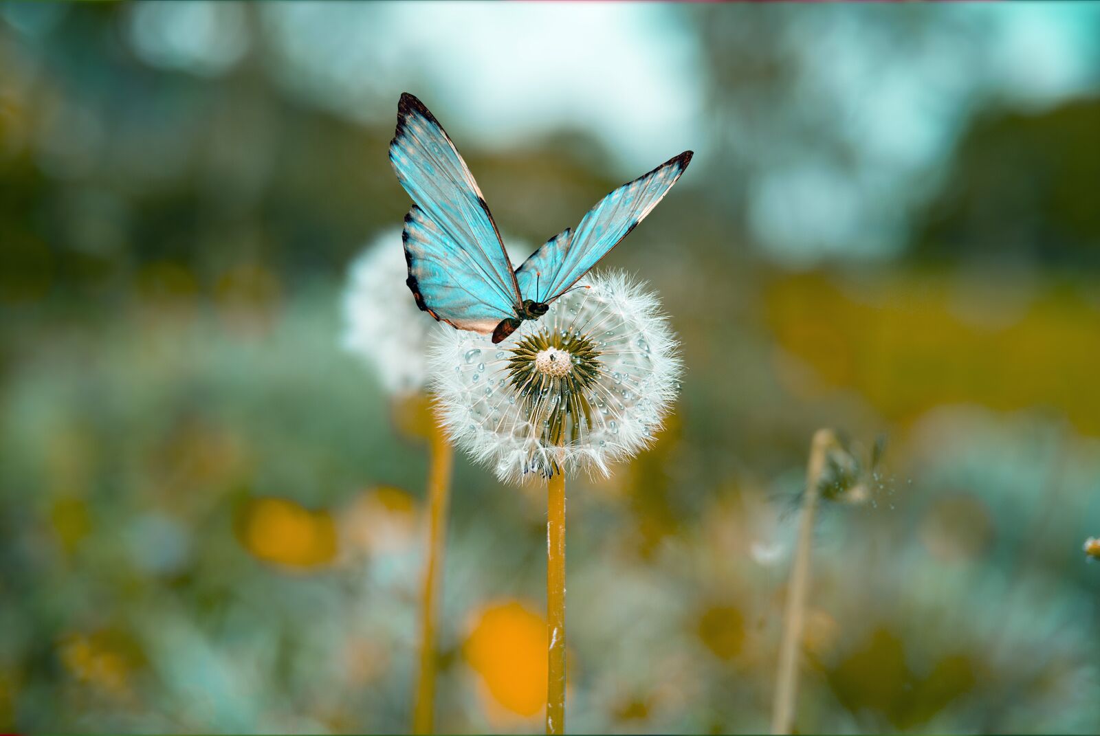 Nikon D60 sample photo. Butterfly, dandelion, nature photography
