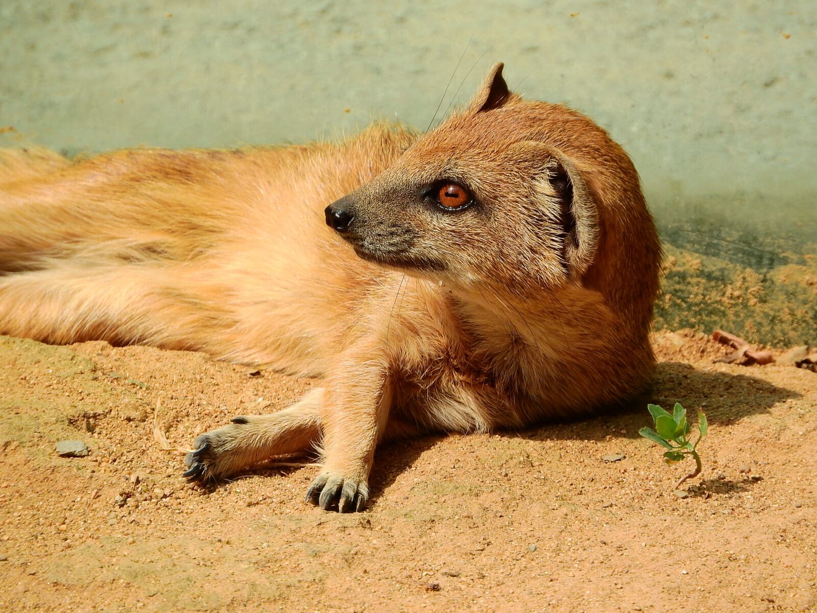 Nikon Coolpix P610 sample photo. Mongoose fox, mongoose, cynictis photography