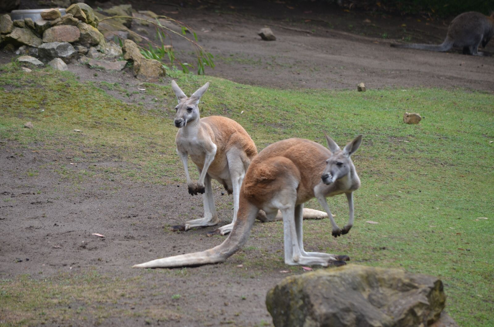 Nikon D7000 sample photo. Kangaroo, jump, australia photography
