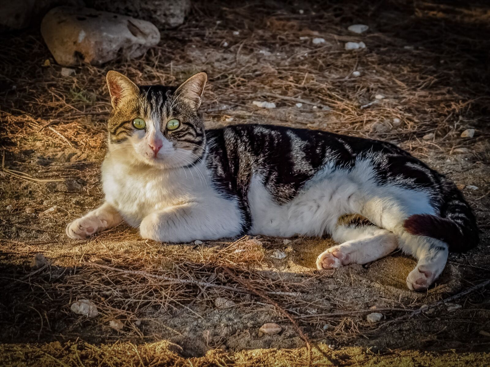 Nikon D3300 sample photo. Cat, stray, eyes photography