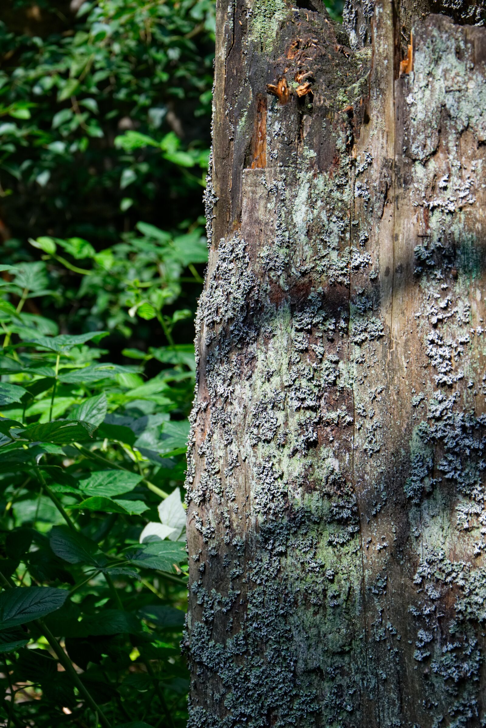 Nikon D3300 sample photo. Bark, moss, tree photography