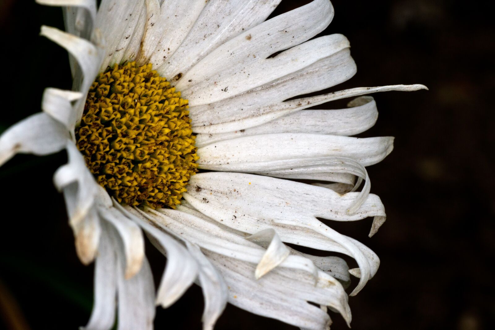 Canon EOS 400D (EOS Digital Rebel XTi / EOS Kiss Digital X) sample photo. Flower, white, marga rites photography