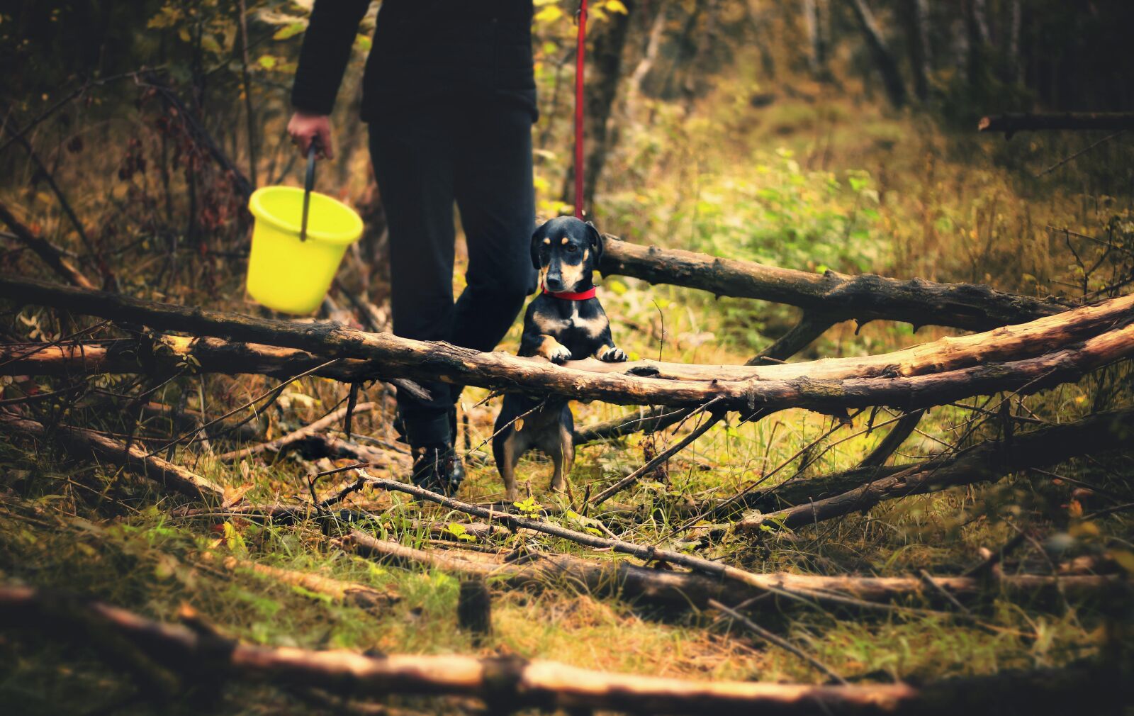 Canon EOS 50D sample photo. Dog, mushrooms, spacer photography