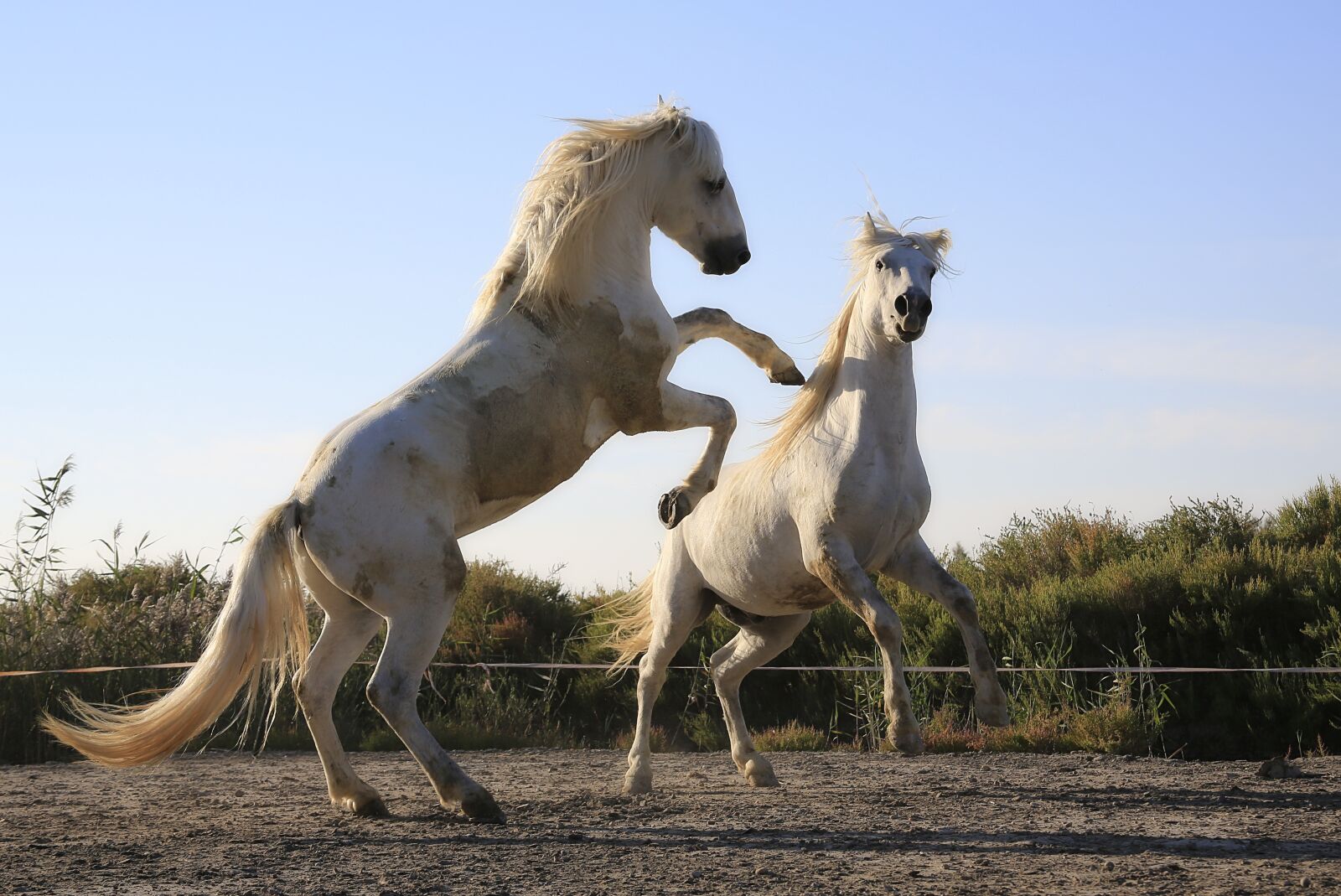 Canon EOS 5D Mark III sample photo. Standard, horses, combat photography