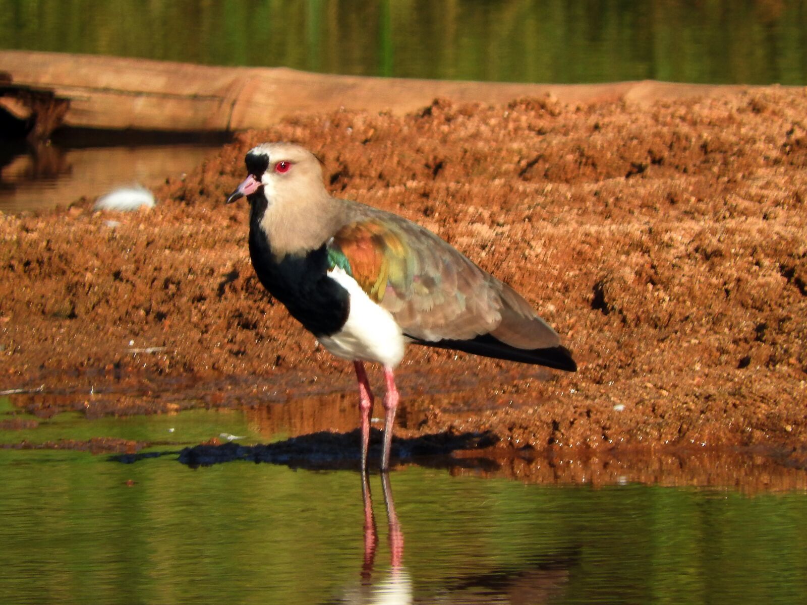 Nikon Coolpix P610 sample photo. Bird, nature, i want photography