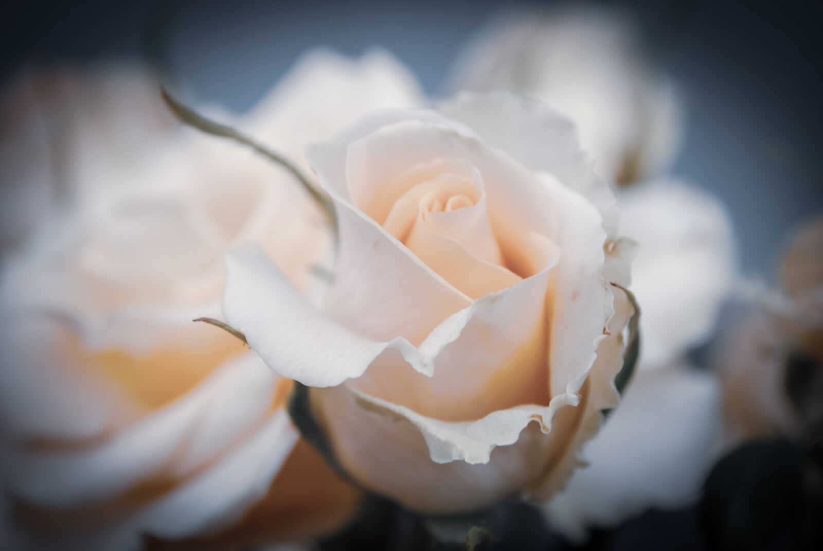 Nikon D3000 sample photo. Flowers, rose, white photography