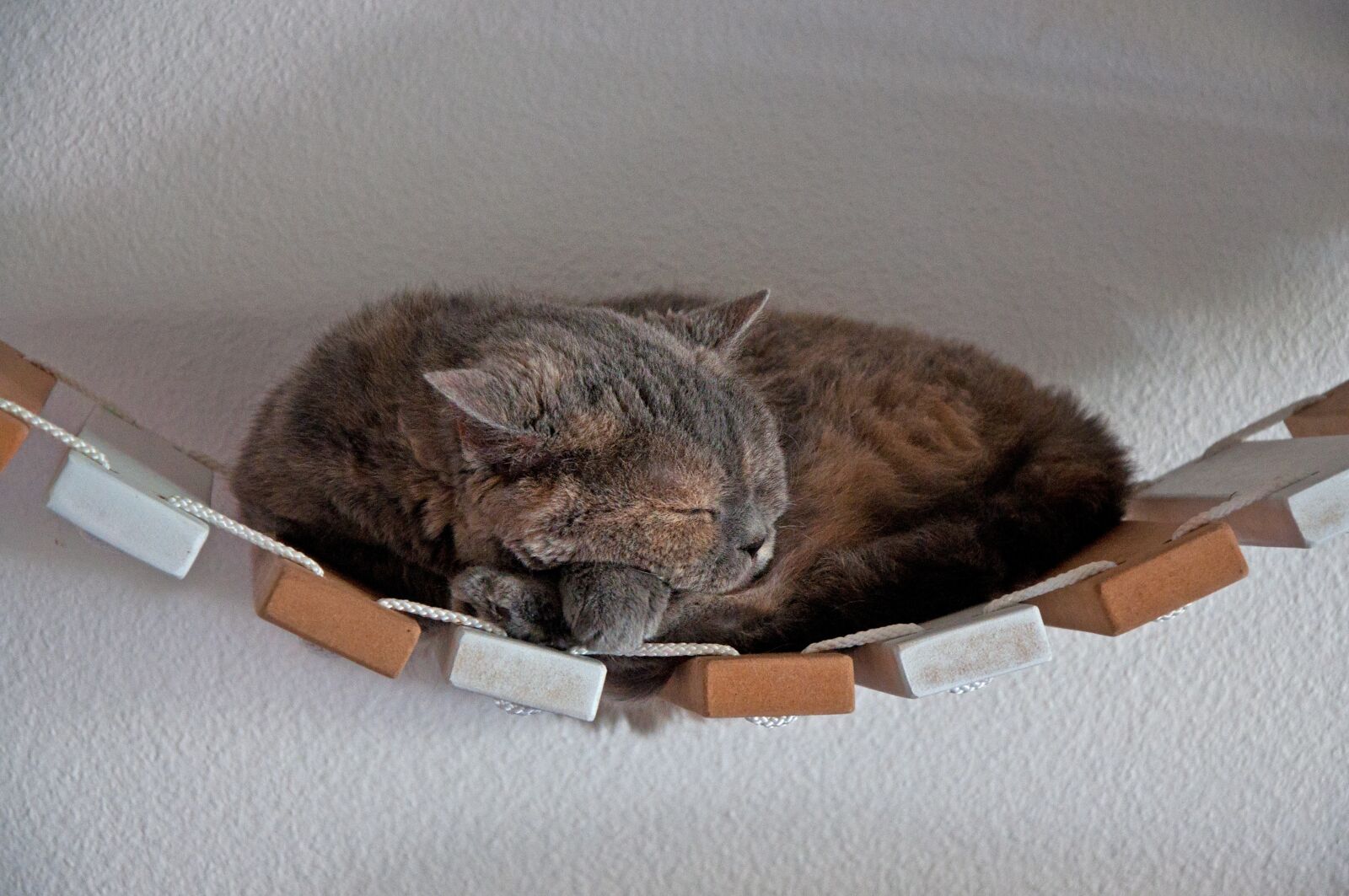 Nikon D90 sample photo. Cat, lying, suspension bridge photography