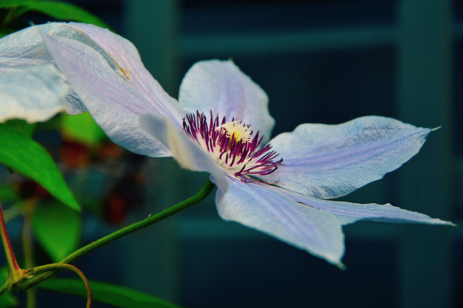 Nikon D3200 sample photo. White, and, purple, broad photography