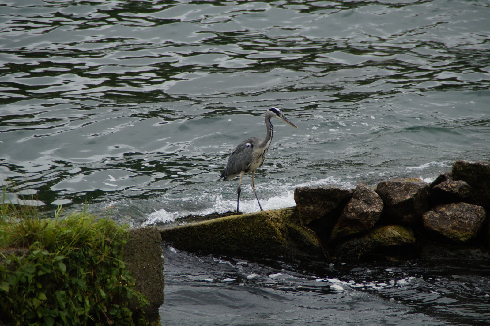 Sony SLT-A58 sample photo. Grey heron, heron, bird photography