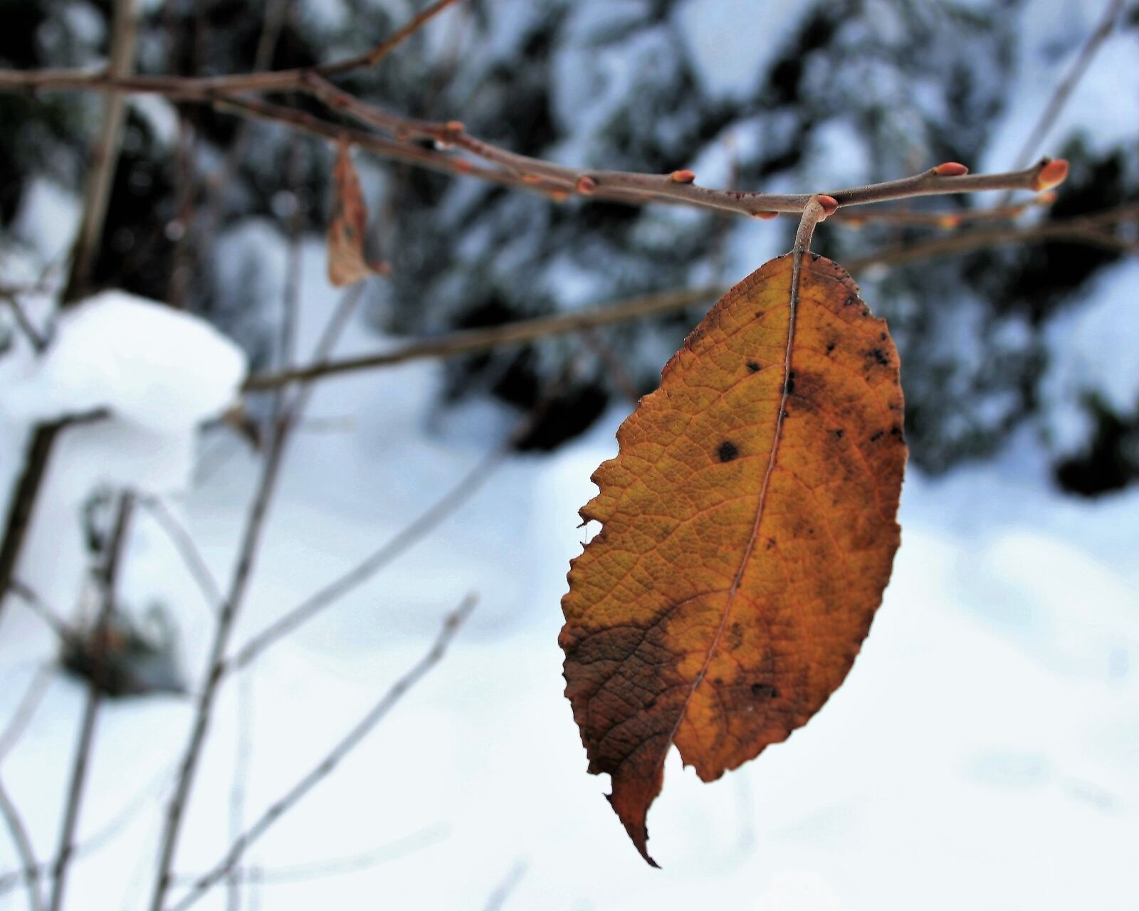 Canon EOS 400D (EOS Digital Rebel XTi / EOS Kiss Digital X) sample photo. Snow, nature, last photography