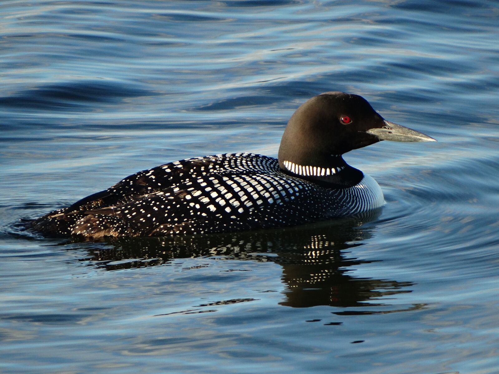 Sony Cyber-shot DSC-HX300 sample photo. Loon, nature, bird photography
