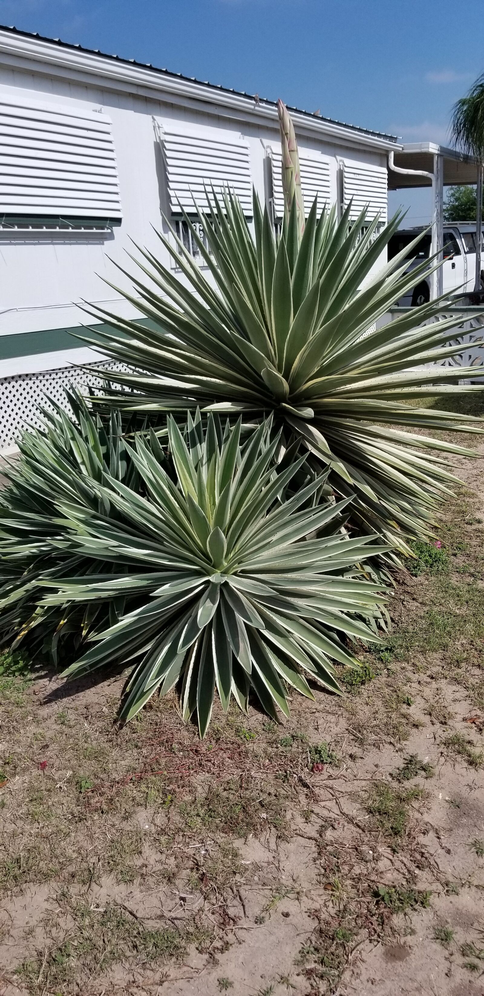 Samsung Galaxy S8 sample photo. Cactus, cacti, spiked cacti photography