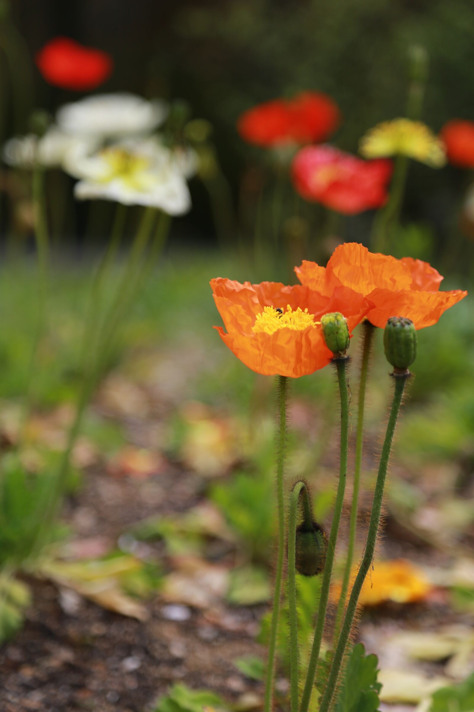 Canon EOS 6D + Canon EF 24-105mm F4L IS USM sample photo. Poppy, flowers, wildflower photography