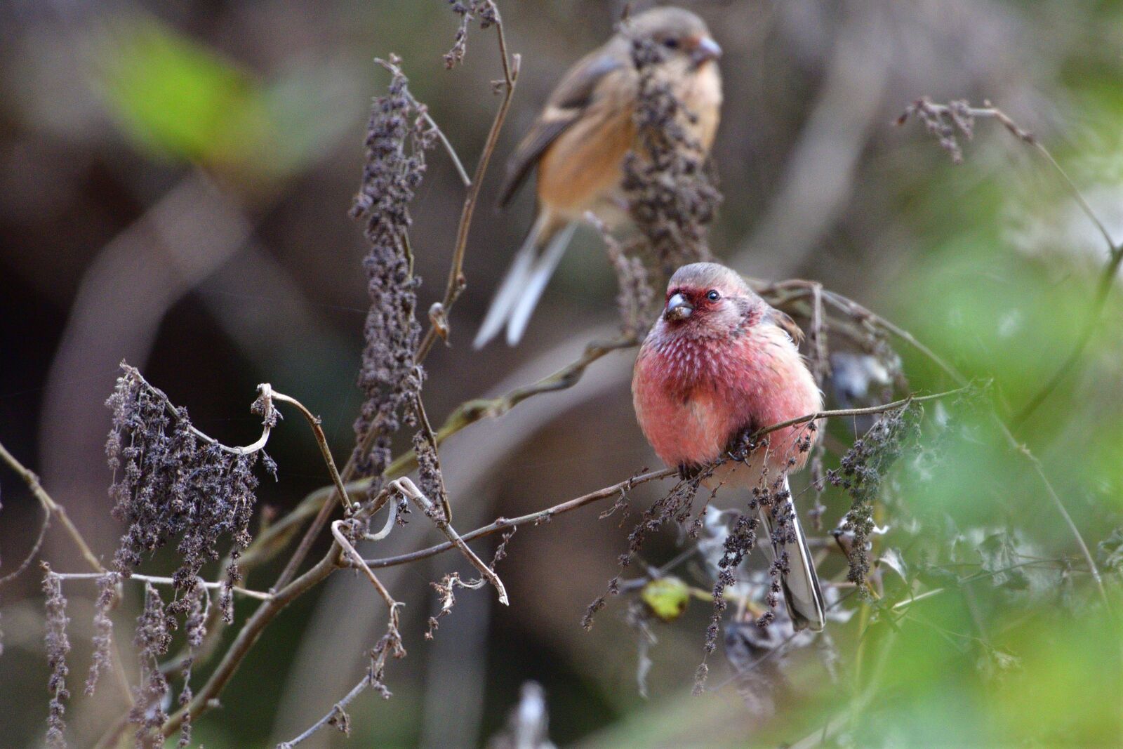 Nikon D500 sample photo. Wild animals, bird, natural photography