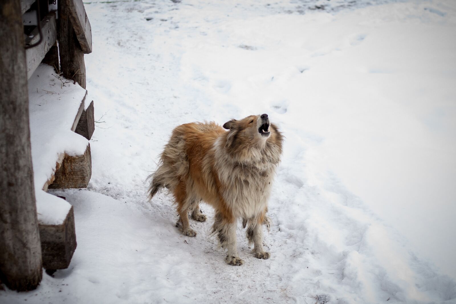 Canon EOS-1D Mark II sample photo. Snow, winter, coldly photography