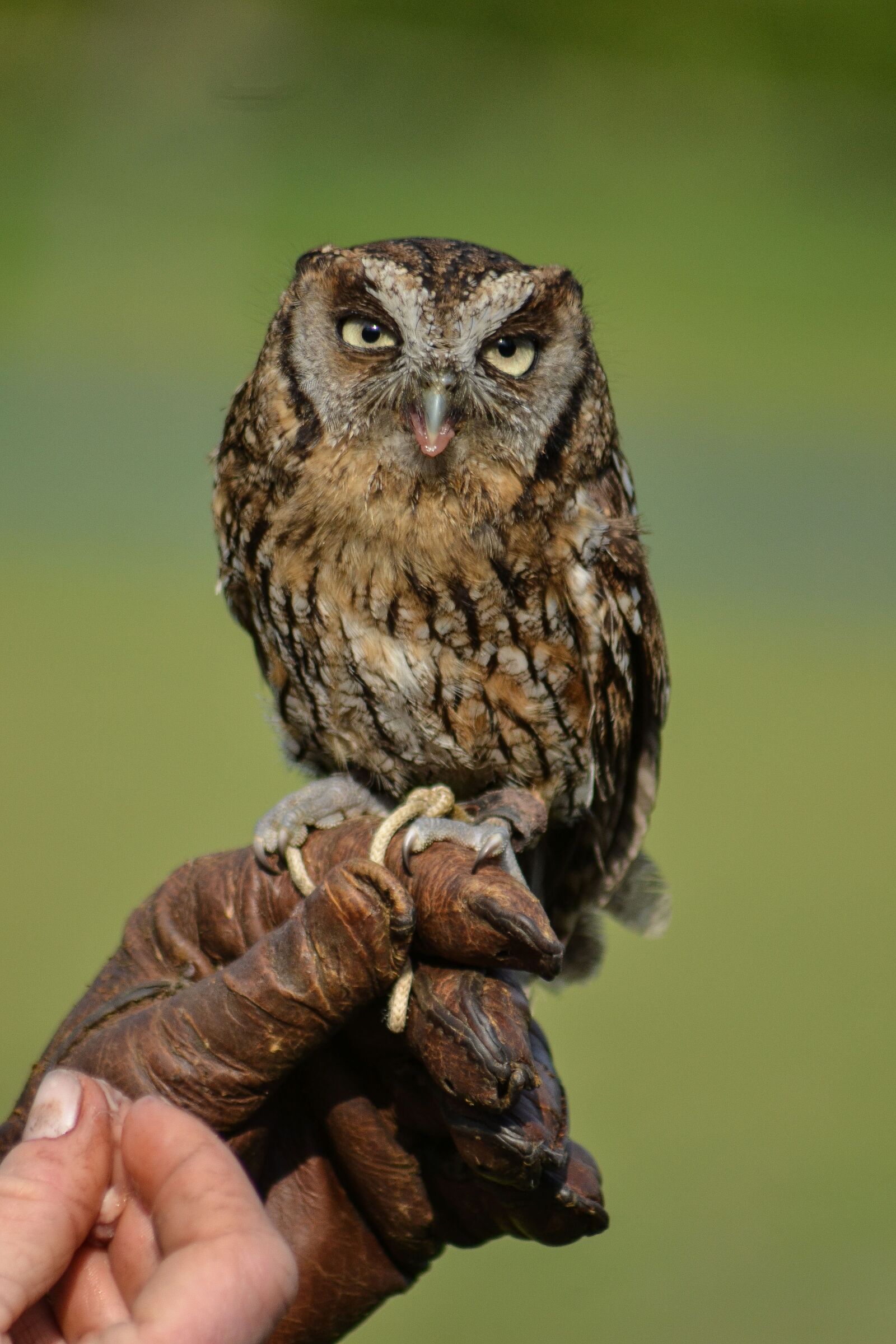 Nikon D3100 sample photo. Nature, raptor, owl photography
