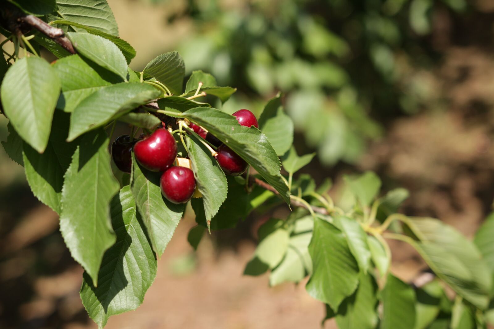 Canon EOS 650D (EOS Rebel T4i / EOS Kiss X6i) sample photo. Close up of cherries photography