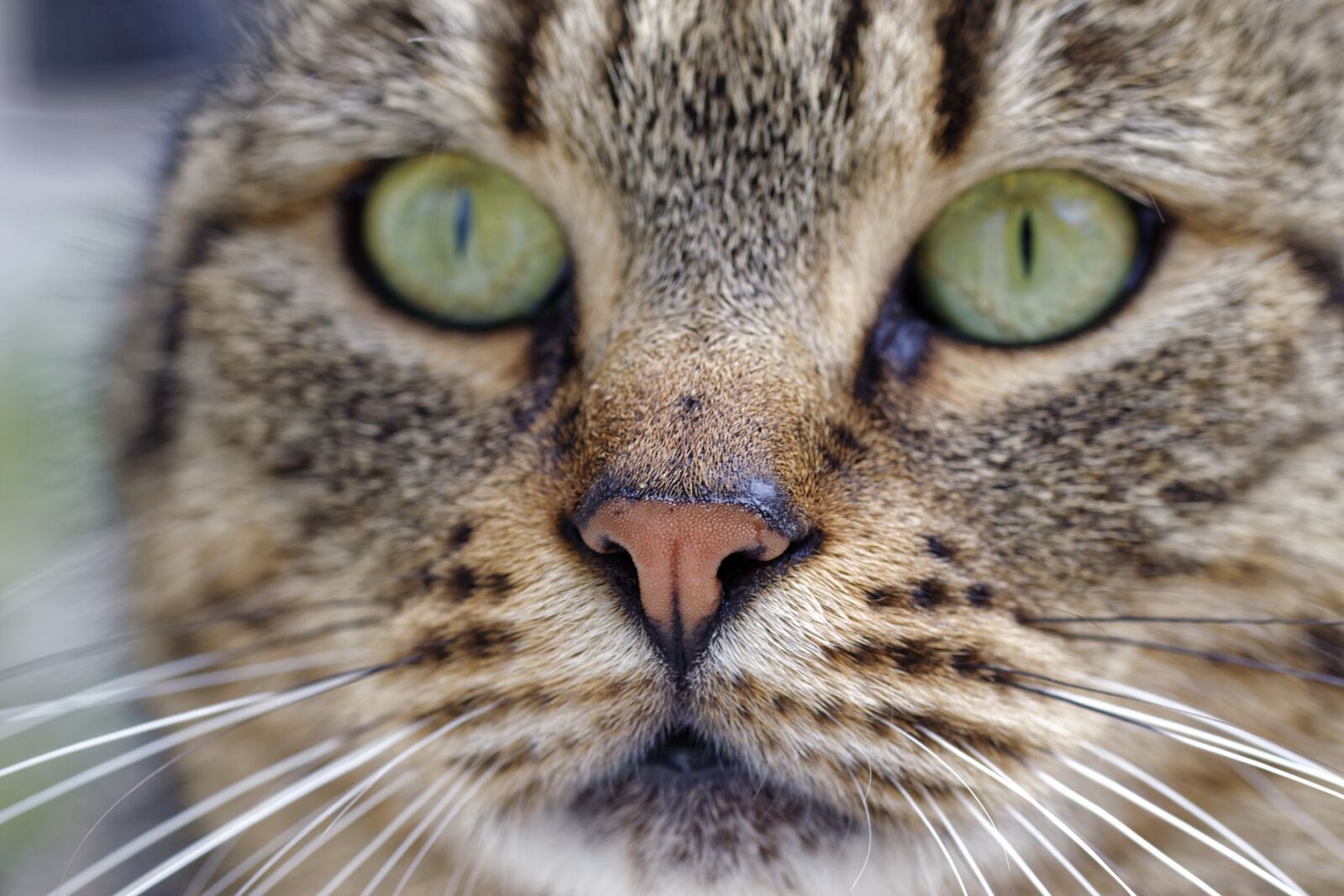 Nikon D5300 sample photo. In relation to, cat photography