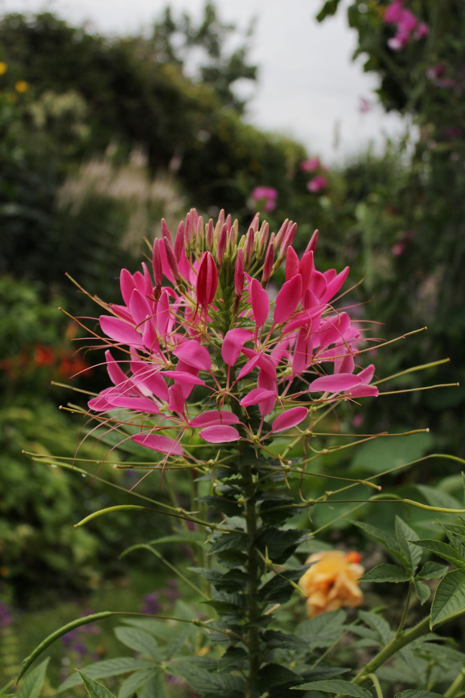 Canon EOS 600D (Rebel EOS T3i / EOS Kiss X5) sample photo. Cleome, kattesnor, flower pink photography