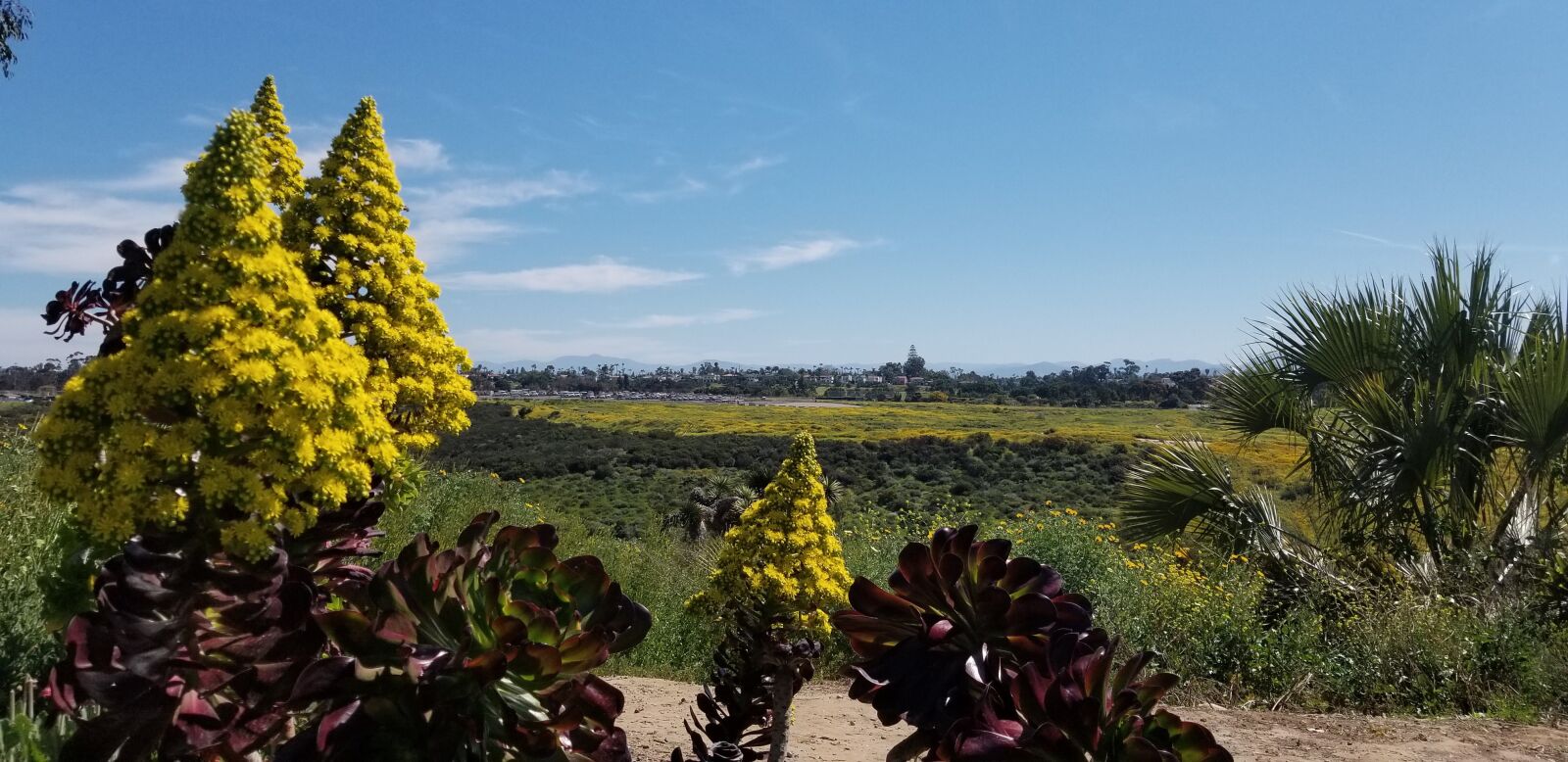 Samsung Galaxy S8+ sample photo. Landscape, yellow, nature photography