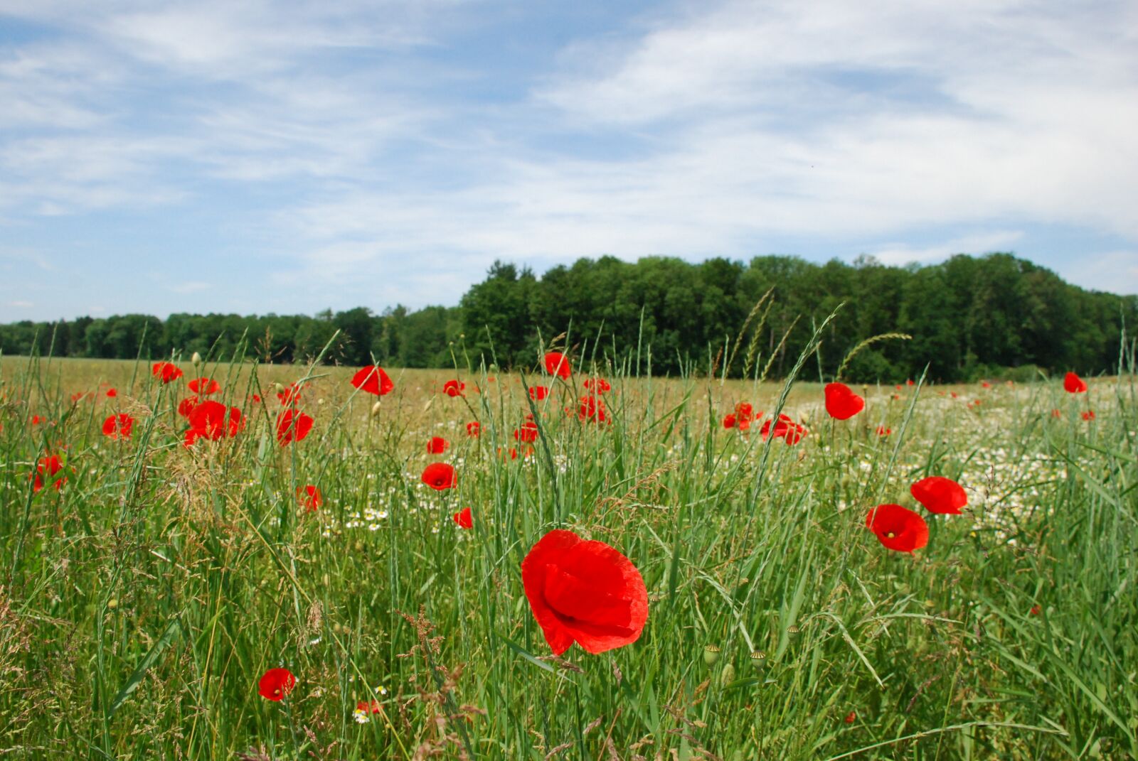 Nikon D80 sample photo. Poppies, klatschmohn, meadow photography
