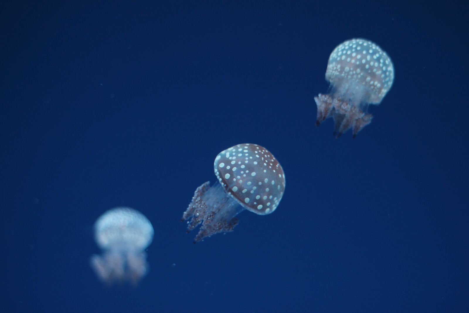Canon EOS 550D (EOS Rebel T2i / EOS Kiss X4) sample photo. Jellyfish, aquarium, underwater photography