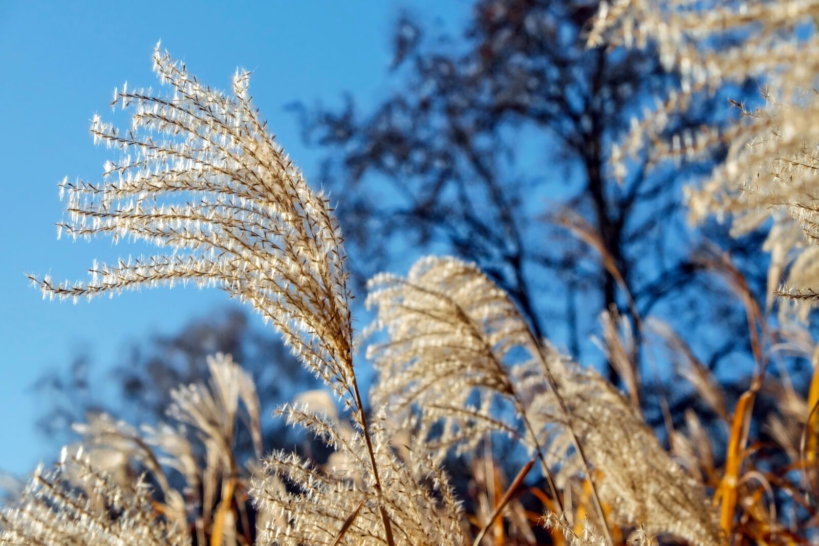 Fujifilm X-T10 sample photo. Reed, silver spring, bamboo photography