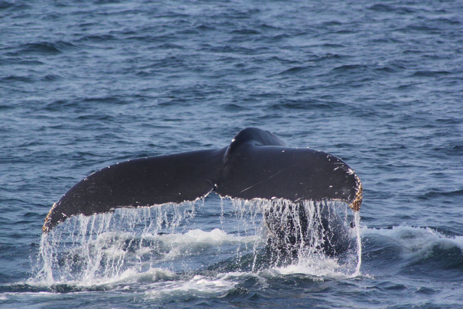 Canon EOS 550D (EOS Rebel T2i / EOS Kiss X4) sample photo. Whale tail, fluke shot photography