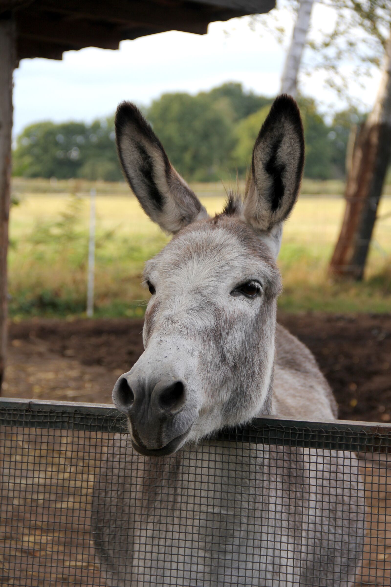 Canon EOS 60D sample photo. Donkey, horse, smart photography