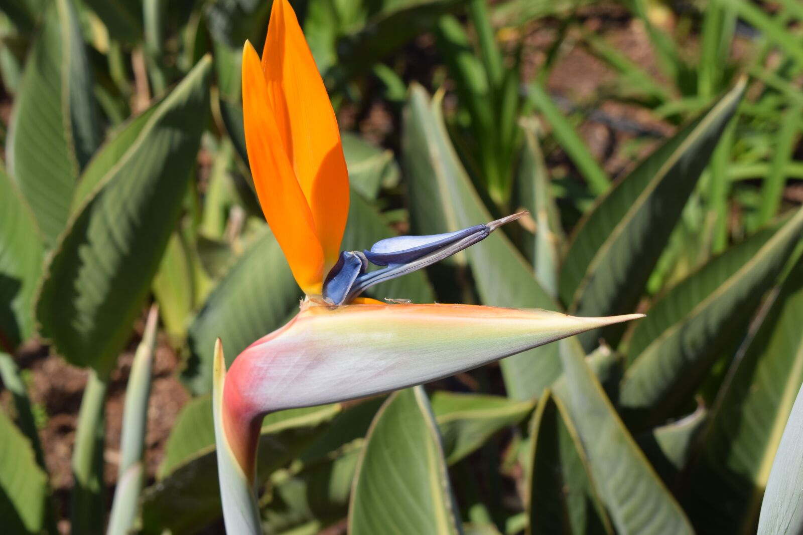 Nikon D5300 sample photo. Bird of paradise flower photography